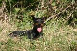 PINSCHER NAIN 105